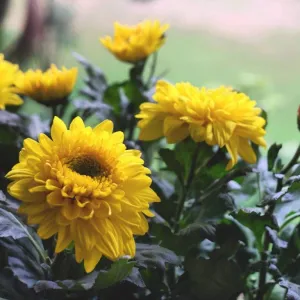 Beautiful Yellow Chrysanthemum Flowers for Sale - Add Elegance to Your Garden Today!