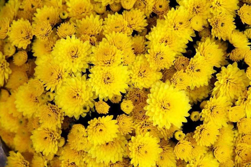 Beautiful Yellow Chrysanthemum Flowers for Sale - Add Elegance to Your Garden Today!